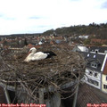 16_15-nest.jpg