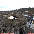 16_25-nest.jpg