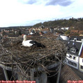 17_00-nest.jpg