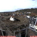 17_05-nest.jpg