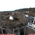 17_10-nest.jpg