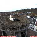 17_15-nest.jpg