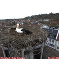 17_35-nest.jpg