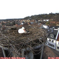 17_50-nest.jpg