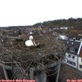 17_55-nest.jpg