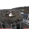 18_00-nest.jpg