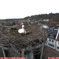 18_05-nest.jpg