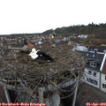 18_20-nest.jpg