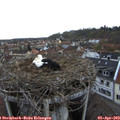 19_05-nest.jpg