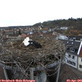 19_10-nest.jpg