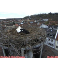 19_20-nest.jpg
