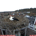 07_00-nest.jpg