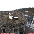 08_00-nest.jpg