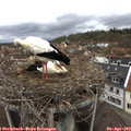 12_05-nest.jpg