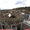 13_00-nest.jpg