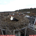 13_15-nest.jpg