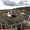14_35-nest.jpg