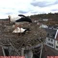 15_05-nest.jpg