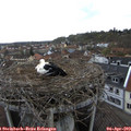 17_00-nest.jpg