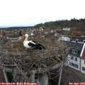 17_20-nest.jpg