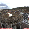 17_55-nest.jpg