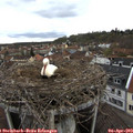 18_00-nest.jpg