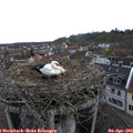19_05-nest.jpg