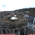 19_20-nest.jpg