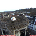 06_55-nest.jpg