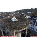07_20-nest.jpg