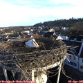 07_30-nest.jpg