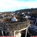 07_35-nest.jpg