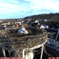 07_40-nest.jpg
