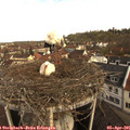 09_25-nest.jpg