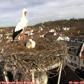 09_55-nest.jpg