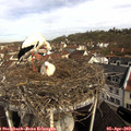 10_00-nest.jpg