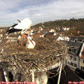 10_05-nest.jpg
