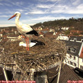 12_05-nest.jpg