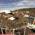 12_10-nest.jpg