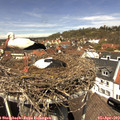 13_05-nest.jpg