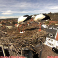 14_00-nest.jpg