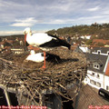 14_05-nest.jpg