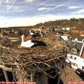 16_00-nest.jpg