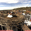 16_10-nest.jpg