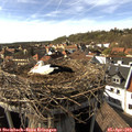 16_35-nest.jpg