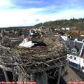 16_55-nest.jpg