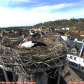 17_00-nest.jpg