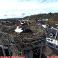 17_15-nest.jpg