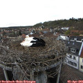 18_00-nest.jpg