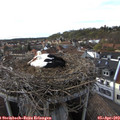18_05-nest.jpg